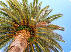 Palm Oil