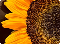 Sunflower Oil