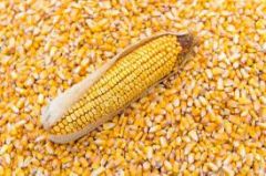 Yellow Maize