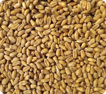 Wheat